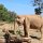 der Elefant bedient sich selber